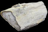 Petrified Wood Limb (Bald Cypress) - Saddle Mountain, WA #69465-2